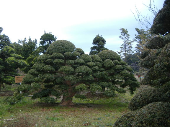 ｲﾇﾏｷ